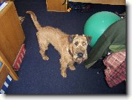 Irish  terrier \\\\\(Dog standard\\\\\)