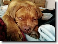 Dogue de Bordeaux