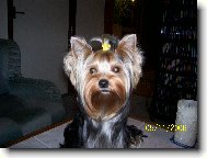 Jorkrsk terier, Yorkshire Terrier,