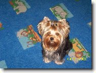 Jorkrsk terier, Yorkshire Terrier,