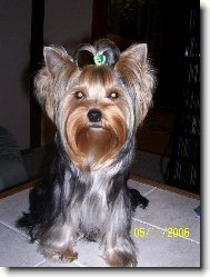 Jorkrsk terier, Yorkshire Terrier,