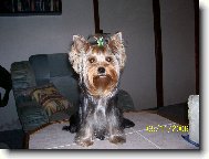 Jorkrsk terier, Yorkshire Terrier,