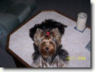 Jorkrsk terier, Yorkshire Terrier,