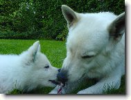 White swiss shepherd dog \\\\\(Dog standard\\\\\)