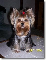 Jorkrsk terier, Yorkshire Terrier,