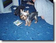 Jorkrsk terier, Yorkshire Terrier,