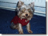 Jorkrsk terier, Yorkshire Terrier,