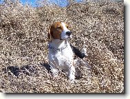 Beagle