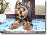 Jorkrsk terier, Yorkshire Terrier,