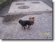 Jorkrsk terier, Yorkshire Terrier,