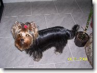 Jorkrsk terier, Yorkshire Terrier,