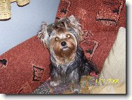 Jorkrsk terier, Yorkshire Terrier,