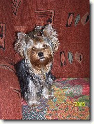 Jorkrsk terier, Yorkshire Terrier,