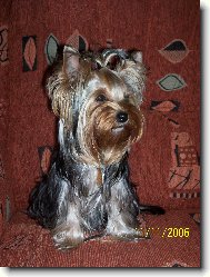 Jorkrsk terier, Yorkshire Terrier,