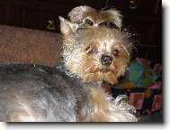 Jorkrsk terier, Yorkshire Terrier,