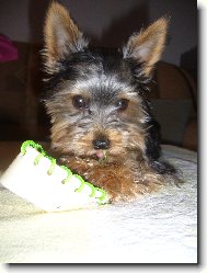 Jorkrsk terier, Yorkshire Terrier,