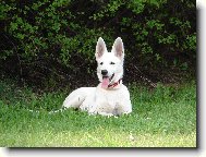 White swiss shepherd dog \\\\\(Dog standard\\\\\)