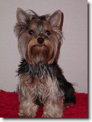 Jorkrsk terier, Yorkshire Terrier,