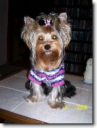 Jorkrsk terier, Yorkshire Terrier,