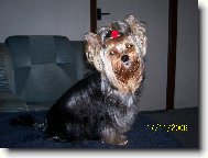 Jorkrsk terier, Yorkshire Terrier,