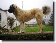 Anatolian Shepherd Dog, Anatolian Karabash Dog