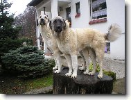 Anatolian Shepherd Dog, Anatolian Karabash Dog