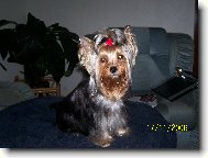 Jorkrsk terier, Yorkshire Terrier,