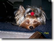 Jorkrsk terier, Yorkshire Terrier,