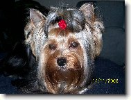 Jorkrsk terier, Yorkshire Terrier,