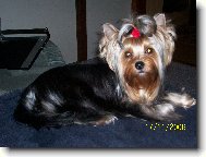 Jorkrsk terier, Yorkshire Terrier,