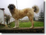 Anatolian Shepherd Dog, Anatolian Karabash Dog