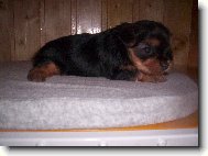 Jorkrsk terier, Yorkshire Terrier,