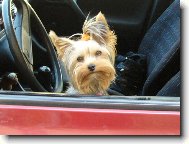 Jorkrsk terier, Yorkshire Terrier,