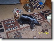 Jorkrsk terier, Yorkshire Terrier,