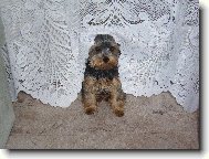 Jorkrsk terier, Yorkshire Terrier,