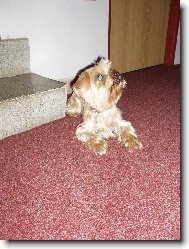 Jorkrsk terier, Yorkshire Terrier,