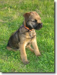 Border Terrier