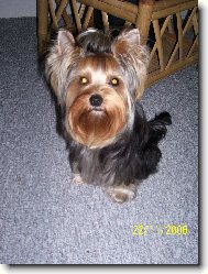 Jorkrsk terier, Yorkshire Terrier,