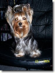 Jorkrsk terier, Yorkshire Terrier,