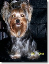 Jorkrsk terier, Yorkshire Terrier,