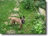 Belgian shepherd malinois \\\\\\\\\\\\\\\\\\\\\\\\\\\\\\\\\\\\\\\\\\\\\\\\\\\\\\\\\\\\\\\\\\\\\\\\\\\\\\\\\\\\\\\\\\\\\\\\\\\\\\\\\\\\\\\\\\\\\\\\\\\\\\\\\\\\\\\\\\\\\\\\\\\\\\\\\\\\\\\\\\\\\\\\\\\\\\\\\\\\\\\\\\\\\\\\\\\\\\\\\\\\\\\\\\\\\\\\\\\\\\\\\\\\\\\\\\\\\\\\\\\\\\\\\\\\\\\\\\\\\\\\\\\\\\\\\\\\\\\\\\\\\\\\\\\\\\\\\\\\\\\\\\\\\\\\\\\\\\\\\\\\\\\\\\\\\\\\\\\\\(Dog standard\\\\\\\\\\\\\\\\\\\\\\\\\\\\\\\\\\\\\\\\\\\\\\\\\\\\\\\\\\\\\\\\\\\\\\\\\\\\\\\\\\\\\\\\\\\\\\\\\\\\\\\\\\\\\\\\\\\\\\\\\\\\\\\\\\\\\\\\\\\\\\\\\\\\\\\\\\\\\\\\\\\\\\\\\\\\\\\\\\\\\\\\\\\\\\\\\\\\\\\\\\\\\\\\\\\\\\\\\\\\\\\\\\\\\\\\\\\\\\\\\\\\\\\\\\\\\\\\\\\\\\\\\\\\\\\\\\\\\\\\\\\\\\\\\\\\\\\\\\\\\\\\\\\\\\\\\\\\\\\\\\\\\\\\\\\\\\\\\\\\\)