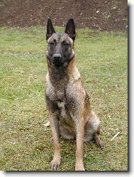 Belgian shepherd malinois \\\\\\\\\\\\\\\\\\\\\\\\\\\\\\\\\\\\\\\\\\\\\\\\\\\\\\\\\\\\\\\\\\\\\\\\\\\\\\\\\\\\\\\\\\\\\\\\\\\\\\\\\\\\\\\\\\\\\\\\\\\\\\\\\\\\\\\\\\\\\\\\\\\\\\\\\\\\\\\\\\\\\\\\\\\\\\\\\\\\\\\\\\\\\\\\\\\\\\\\\\\\\\\\\\\\\\\\\\\\\\\\\\\\\\\\\\\\\\\\\\\\\\\\\\\\\\\\\\\\\\\\\\\\\\\\\\\\\\\\\\\\\\\\\\\\\\\\\\\\\\\\\\\\\\\\\\\\\\\\\\\\\\\\\\\\\\\\\\\\\(Dog standard\\\\\\\\\\\\\\\\\\\\\\\\\\\\\\\\\\\\\\\\\\\\\\\\\\\\\\\\\\\\\\\\\\\\\\\\\\\\\\\\\\\\\\\\\\\\\\\\\\\\\\\\\\\\\\\\\\\\\\\\\\\\\\\\\\\\\\\\\\\\\\\\\\\\\\\\\\\\\\\\\\\\\\\\\\\\\\\\\\\\\\\\\\\\\\\\\\\\\\\\\\\\\\\\\\\\\\\\\\\\\\\\\\\\\\\\\\\\\\\\\\\\\\\\\\\\\\\\\\\\\\\\\\\\\\\\\\\\\\\\\\\\\\\\\\\\\\\\\\\\\\\\\\\\\\\\\\\\\\\\\\\\\\\\\\\\\\\\\\\\\)