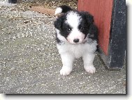 Border Collie