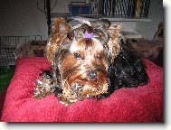 Jorkrsk terier, Yorkshire Terrier,