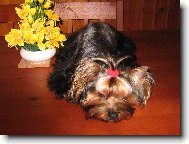 Jorkrsk terier, Yorkshire Terrier,