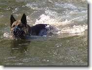 German shepherd dog \\\\\\\\\\\\\\\\\\\\\(Dog standard\\\\\\\\\\\\\\\\\\\\\)