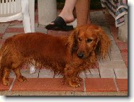 Dachshund