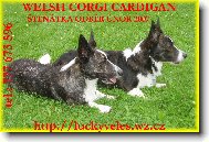 Welsh Corgi Cardigan
