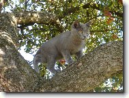 Blue-point cat