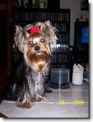 Jorkrsk terier, Yorkshire Terrier,